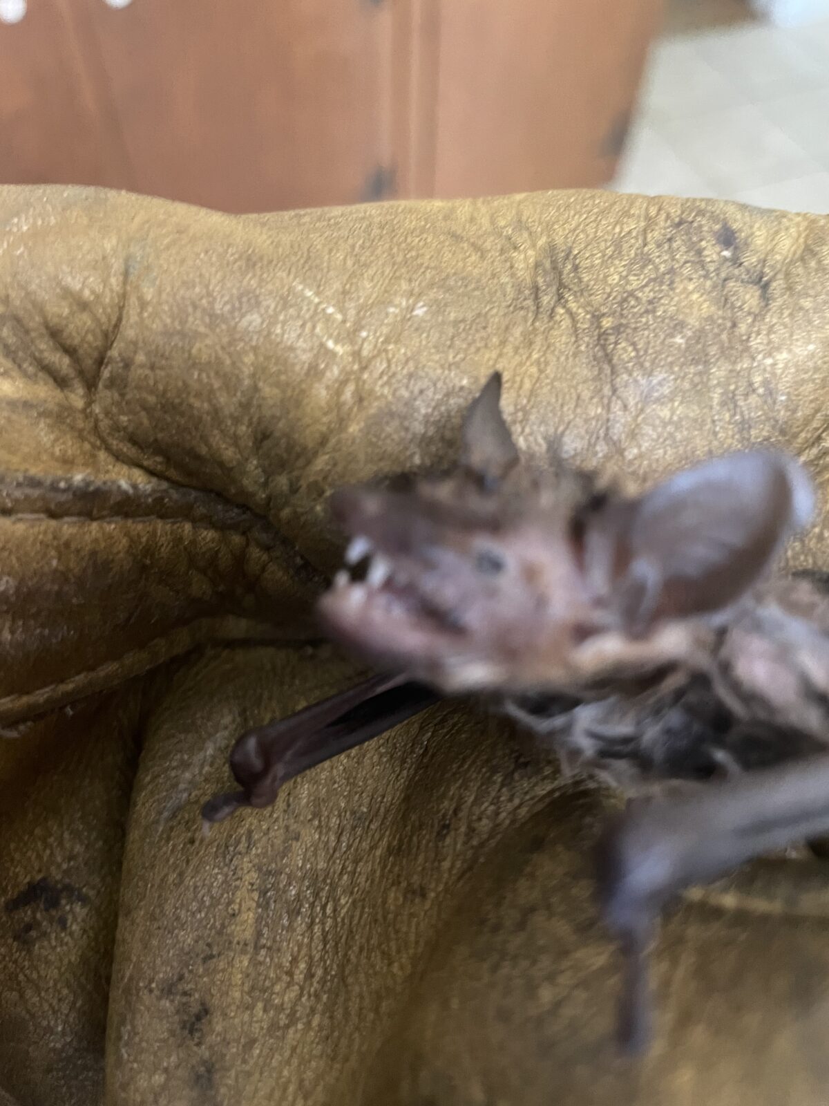 RF Wildlife bat exclusion specialist performing bat removal in Connecticut